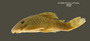 Panaque gnomus FMNH 70860 holo lat
